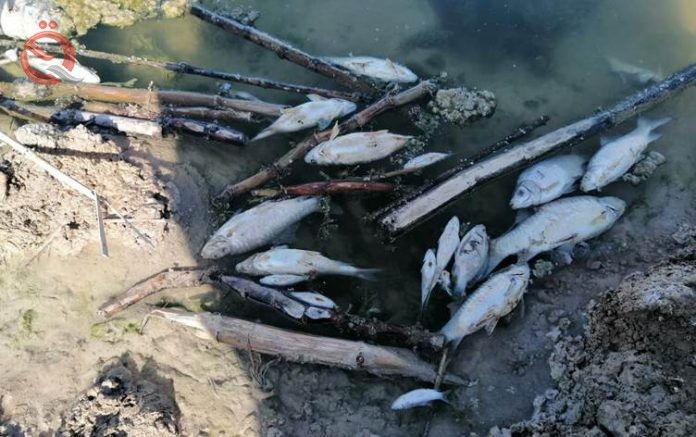 Representative farming: the death of fish is a criminal process that must be expedited 22380