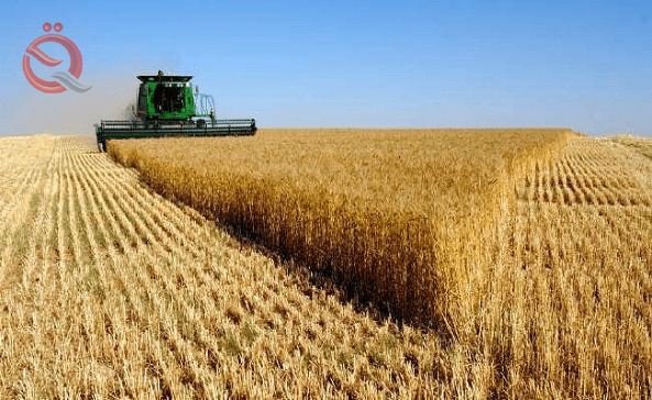 Agriculture allows the movement of wheat and barley crops between governorates 22778