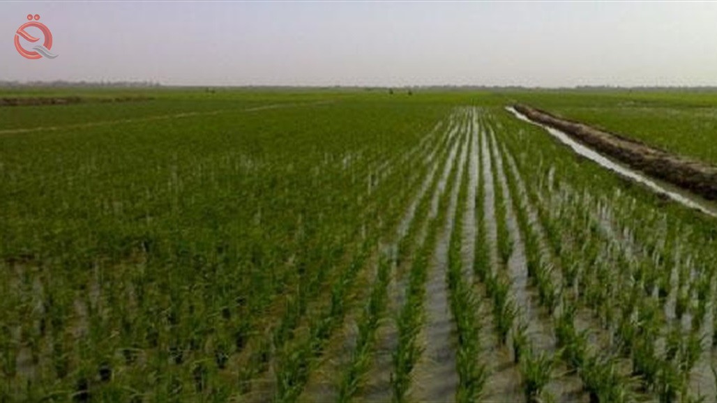 Water Resources reveals a plan to cultivate 5 million acres of winter crops in Iraq 23346
