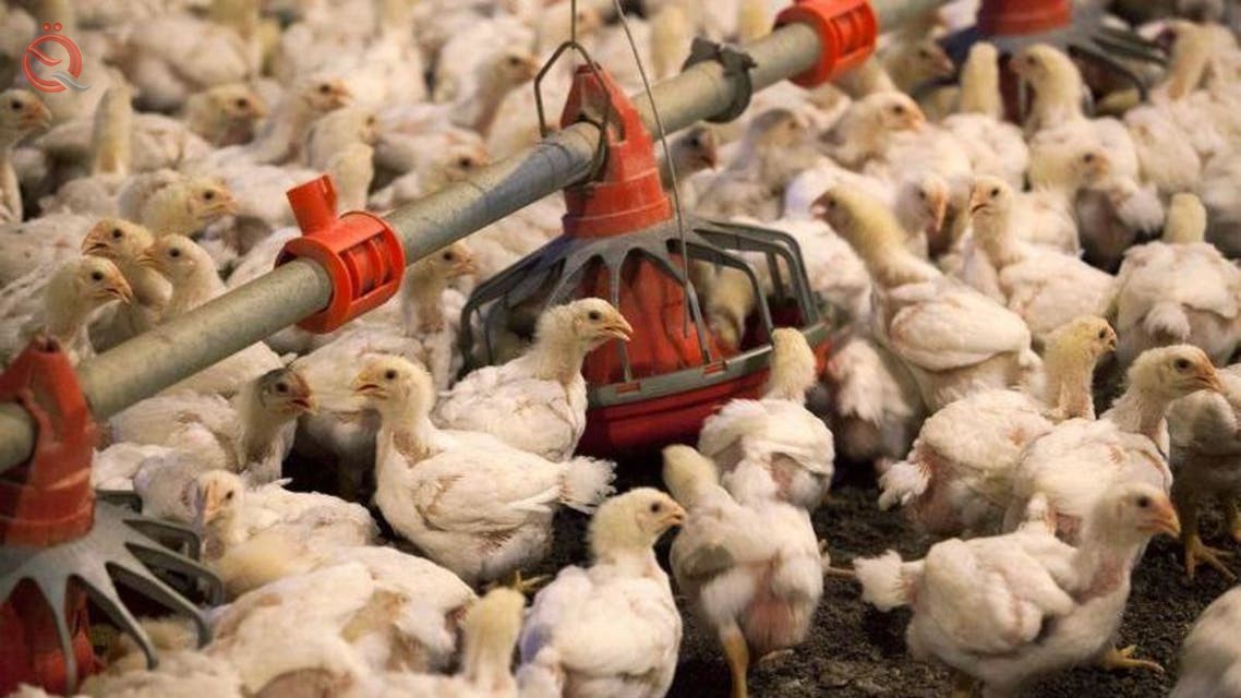 Agriculture warns of a complete collapse of the poultry sector in Iraq 28234