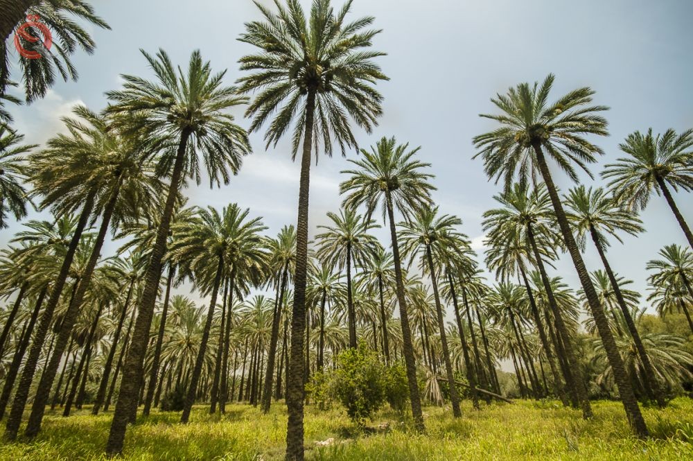 Palm cultivation is booming again in Iraq, despite the challenges facing its farmers 29974